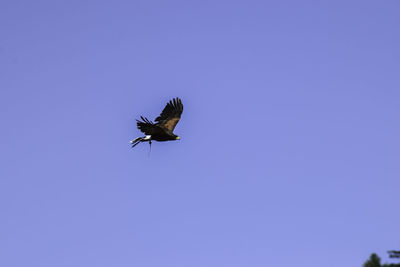 Low angle view of bird flying in sky