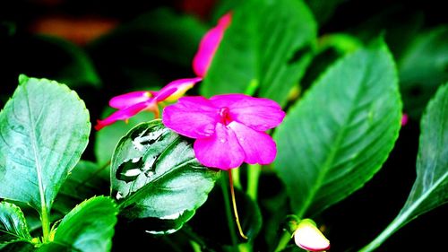 Close-up of pink flowers