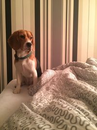 Portrait of dog sitting on bed at home