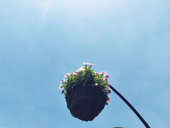 Low angle view of flowering plant against blue sky