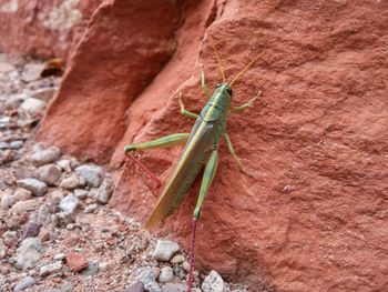 Insect on tree trunk