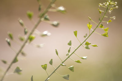 Close-up of fresh green plant