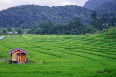 Scenic view of agricultural field