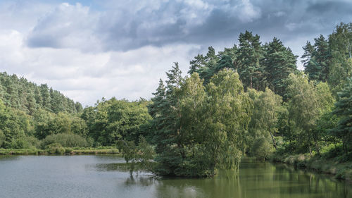 The woods and shoreline of the fishing lakes at cannock chase, aonb in staffordshire.