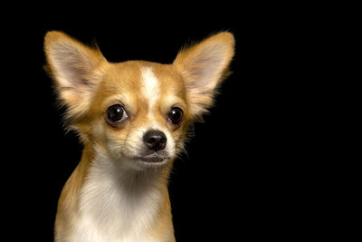 Close-up portrait of chihuahua against black background