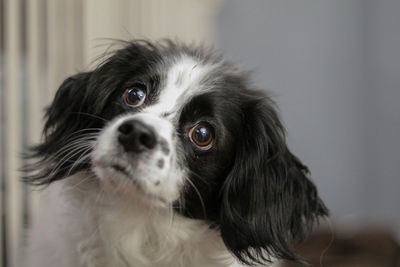 Close-up portrait of dog at home