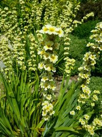 Close-up of yellow flowering plants