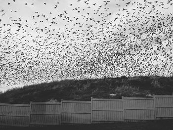 View of birds in flight