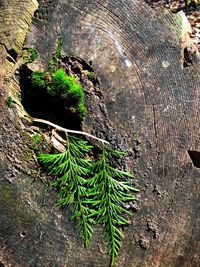 High angle view of moss on tree trunk