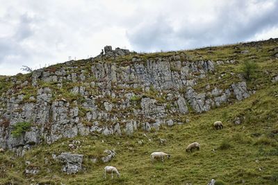 Flock of sheep in a field