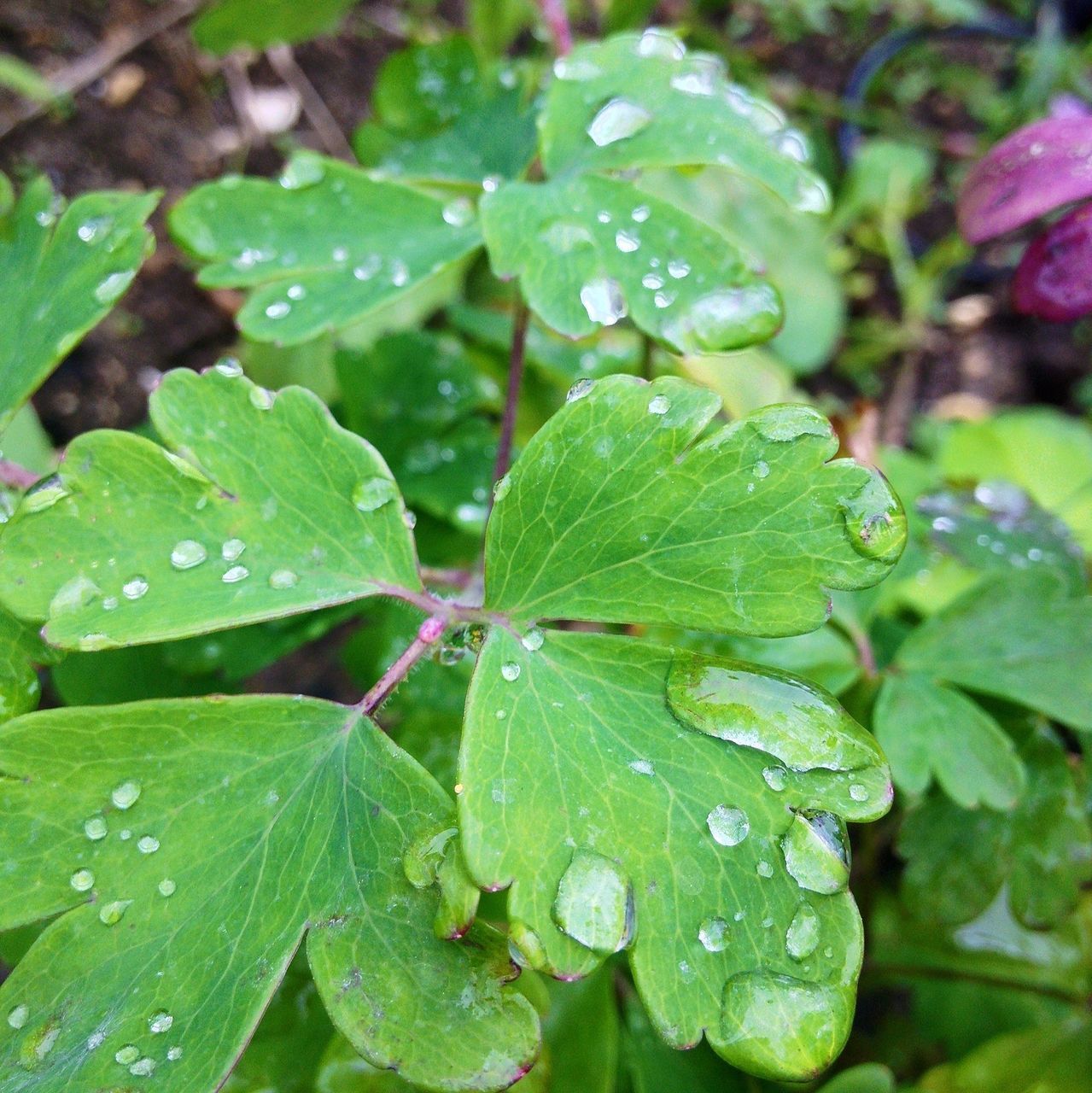 leaf, green color, drop, growth, water, freshness, wet, close-up, plant, nature, beauty in nature, fragility, dew, leaf vein, focus on foreground, high angle view, leaves, green, raindrop, day