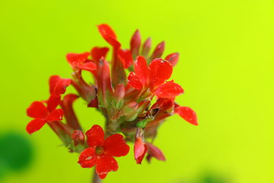 Close-up of red flowers