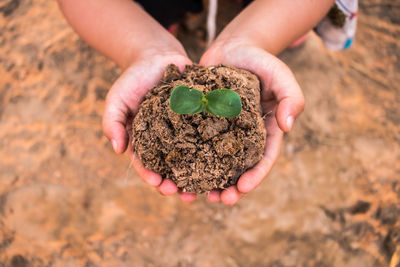 Close-up of hand holding plant