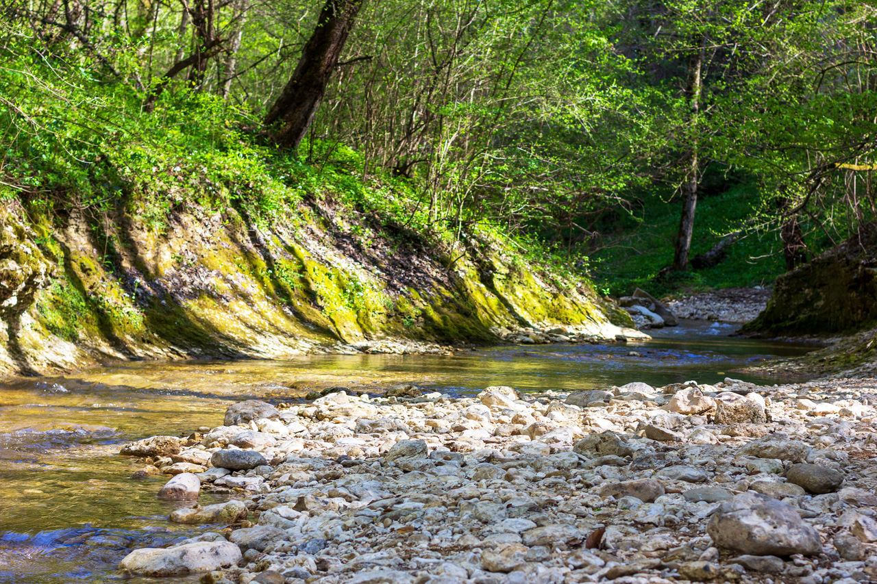 river, stream, tree, plant, beauty in nature, wilderness, water, nature, forest, land, tranquility, creek, scenics - nature, rapid, no people, growth, body of water, rock, green, day, tranquil scene, non-urban scene, watercourse, flowing water, environment, outdoors, idyllic, valley, sunlight, flowing, stream bed, leaf, woodland, landscape, natural environment