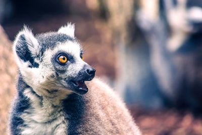Close-up of lemur looking away in forest