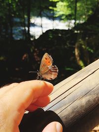 Close-up of butterfly on hand