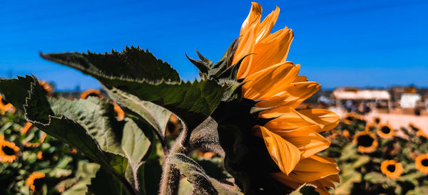 Close-up of sunflower against sky