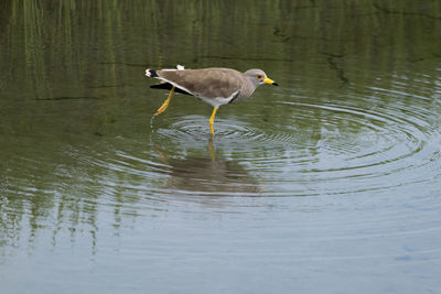 Bird in lake