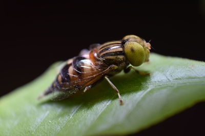 Close-up of insect on leaf