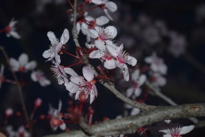 Close-up of cherry blossoms in spring