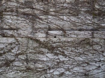 Close-up of eagle on tree