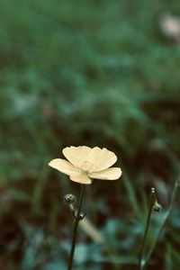 Close-up of white flowering plant