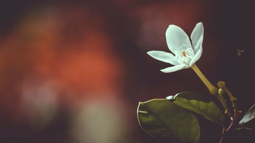 Close-up of white flowering plant