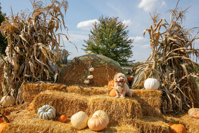 Thanksgiving decoration on a farm