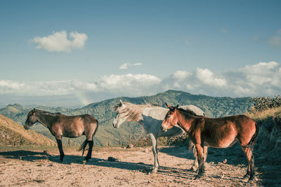 Horses standing in a field