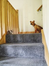 Dog standing on staircase