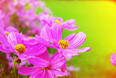 Close-up of pink cosmos flowers blooming outdoors