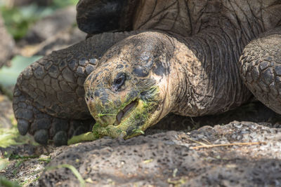 Close-up of tortoise