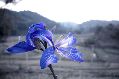 Close-up of purple iris flower on field