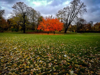 Trees growing on field against sky during autumn