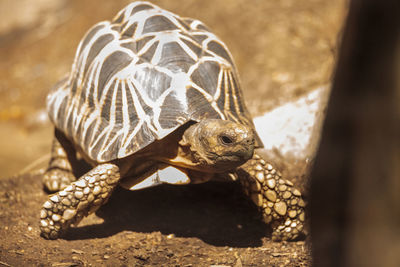 Close-up of tortoise