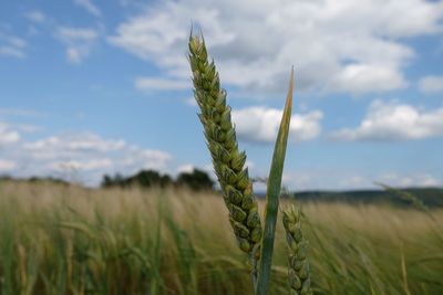 Close-up of grass growing in field