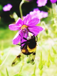 Close-up of bee pollinating on purple flower