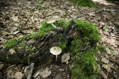 High angle view of mushrooms growing on tree stump