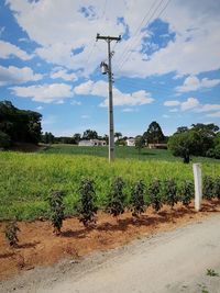 Plants on field against sky