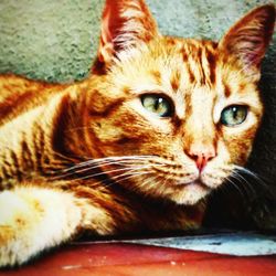 Close-up portrait of tabby cat