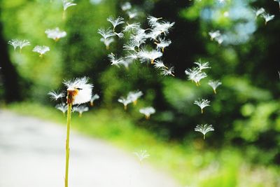 Close-up of white dandelion flower