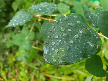 Close-up of wet plant leaves during rainy season