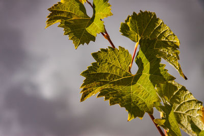 Low angle view of leaves against sky