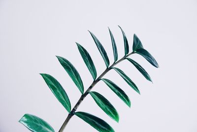 Leaf against white background