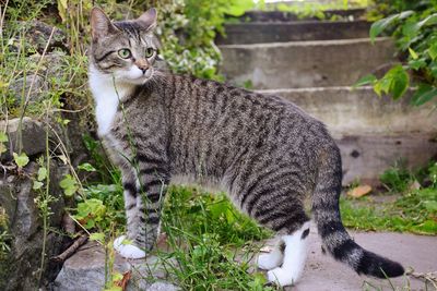 Side view of a cat looking away