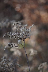 Close-up of wilted plant during winter