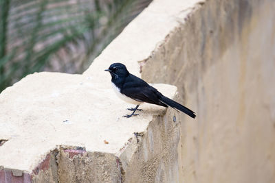 Close-up of bird perching on wall