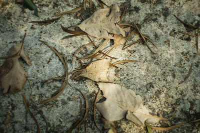 Close-up of dried plant on land