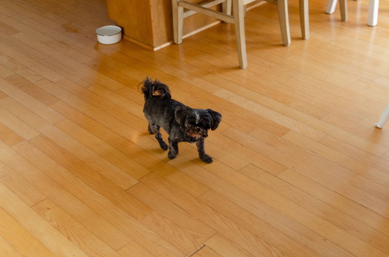 pets, domestic, mammal, domestic animals, hardwood floor, animal themes, one animal, flooring, animal, wood, dog, canine, indoors, high angle view, vertebrate, home interior, no people, full length, standing