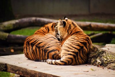 Tiger relaxing on wood in zoo